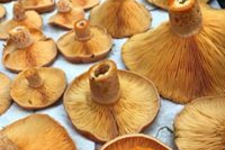 Melbourne Pine Mushrooms Weekly Farmers Market